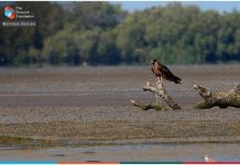 TDF launches documentary on Mangroves and its conservation